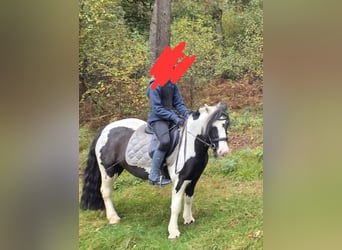 Gypsy Horse, Mare, 8 years, 12.2 hh, Pinto
