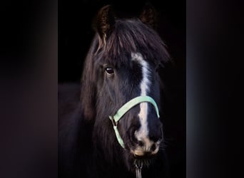 Gypsy Horse, Mare, 8 years, 12.2 hh, Smoky-Black