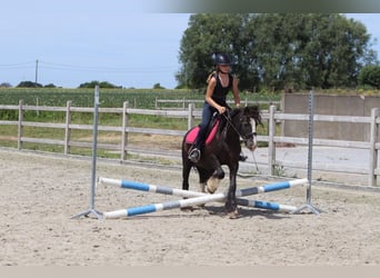 Gypsy Horse, Mare, 8 years, 12 hh, Black