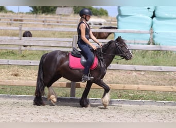 Gypsy Horse, Mare, 8 years, 12 hh, Black