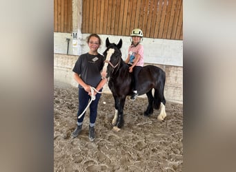 Gypsy Horse, Mare, 8 years, 12 hh, Black