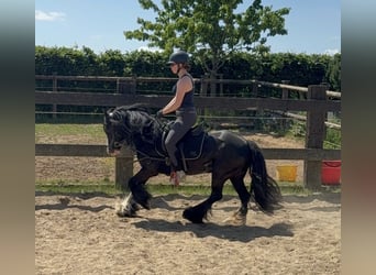 Gypsy Horse, Mare, 8 years, 13.1 hh, Black