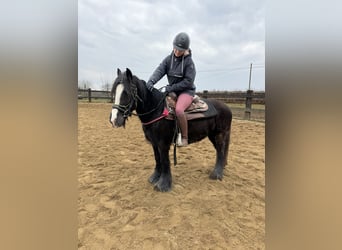 Gypsy Horse, Mare, 8 years, 13,1 hh, Black