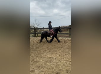 Gypsy Horse, Mare, 8 years, 13,1 hh, Black