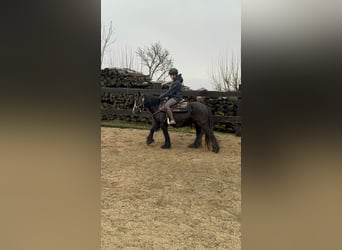 Gypsy Horse, Mare, 8 years, 13,1 hh, Black