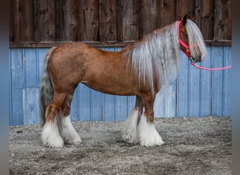 Gypsy Horse, Mare, 8 years, 13.1 hh, Chestnut