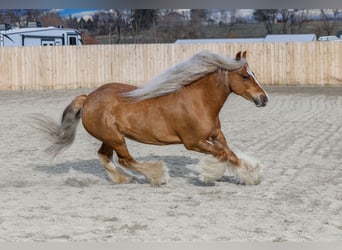 Gypsy Horse, Mare, 8 years, 13.1 hh, Chestnut