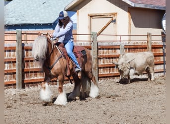 Gypsy Horse, Mare, 8 years, 13.1 hh, Chestnut