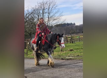 Gypsy Horse, Mare, 8 years, 13,1 hh, Overo-all-colors