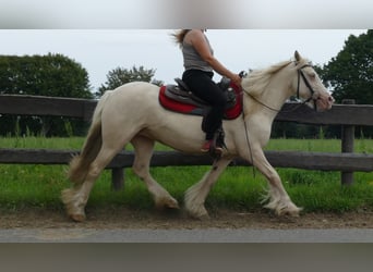 Gypsy Horse, Mare, 8 years, 13.1 hh, Palomino