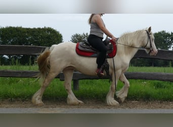 Gypsy Horse, Mare, 8 years, 13.1 hh, Palomino