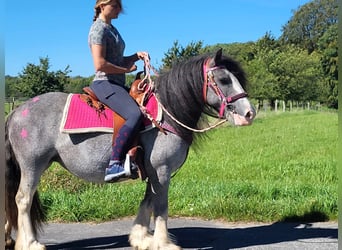 Gypsy Horse, Mare, 8 years, 13.2 hh, Grullo