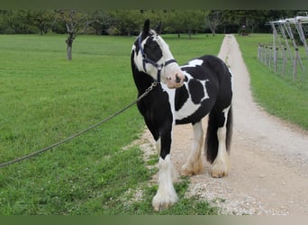 Gypsy Horse, Mare, 8 years, 13,2 hh, Pinto