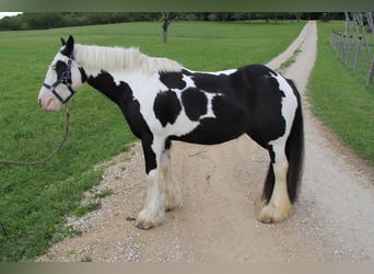 Gypsy Horse, Mare, 8 years, 13,2 hh, Pinto