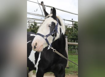 Gypsy Horse, Mare, 8 years, 13,2 hh, Pinto