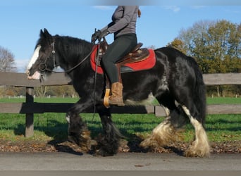 Gypsy Horse, Mare, 8 years, 13.3 hh, Black