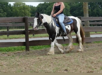 Gypsy Horse, Mare, 8 years, 13.3 hh, Pinto