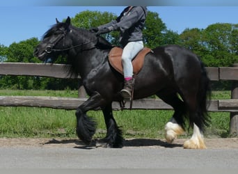 Gypsy Horse, Mare, 8 years, 13,1 hh, Black