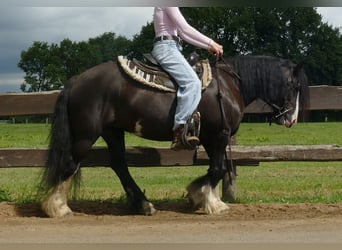 Gypsy Horse, Mare, 8 years, 13,1 hh, Black