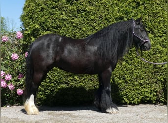 Gypsy Horse, Mare, 8 years, 13,1 hh, Black