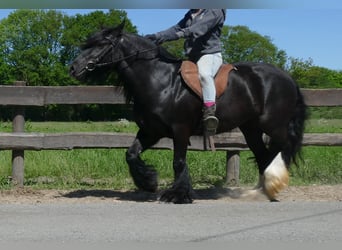 Gypsy Horse, Mare, 8 years, 13,1 hh, Black