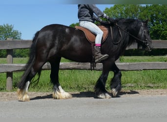 Gypsy Horse, Mare, 8 years, 13,1 hh, Black
