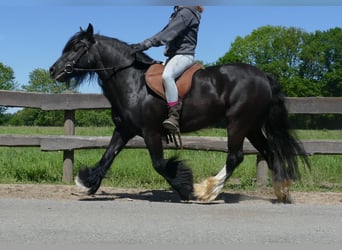 Gypsy Horse, Mare, 8 years, 13,1 hh, Black