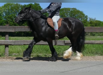 Gypsy Horse, Mare, 8 years, 13,1 hh, Black