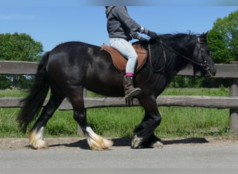 Gypsy Horse, Mare, 8 years, 13,1 hh, Black