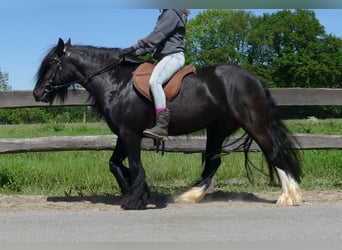 Gypsy Horse, Mare, 8 years, 13,1 hh, Black