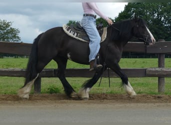 Gypsy Horse, Mare, 8 years, 13,1 hh, Black