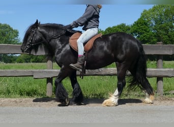 Gypsy Horse, Mare, 8 years, 13,1 hh, Black