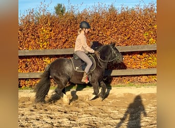 Gypsy Horse, Mare, 8 years, 13,1 hh, Black