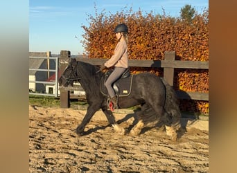 Gypsy Horse, Mare, 8 years, 13,1 hh, Black