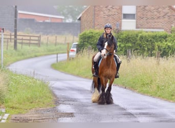 Gypsy Horse, Mare, 8 years, 13,2 hh, Brown