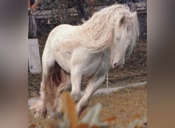 Gypsy Horse, Mare, 8 years, 13,2 hh, Can be white