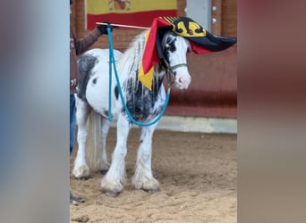 Gypsy Horse, Mare, 8 years, 13,3 hh, Pinto