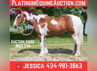 Gypsy Horse, Mare, 8 years, 14.2 hh, Tobiano-all-colors