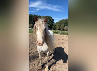 Gypsy Horse, Mare, 8 years, 14 hh, Sabino
