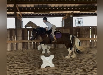 Gypsy Horse, Mare, 8 years, 14 hh, Tobiano-all-colors