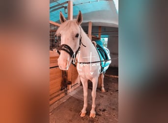 Gypsy Horse Mix, Mare, 8 years, 15,1 hh, Gray