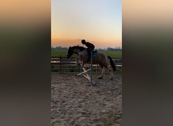 Gypsy Horse Mix, Mare, 8 years, 15.2 hh, Dun