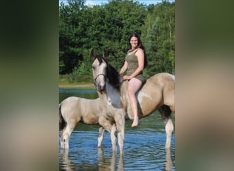 Gypsy Horse Mix, Mare, 8 years, 15.2 hh, Dun