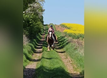 Gypsy Horse, Mare, 8 years, 15 hh, Pinto