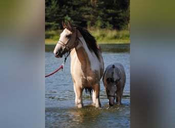 Gypsy Horse Mix, Mare, 8 years, 15,2 hh, Dun