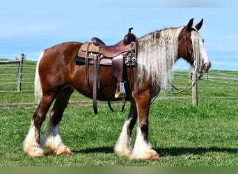 Gypsy Horse, Mare, 8 years