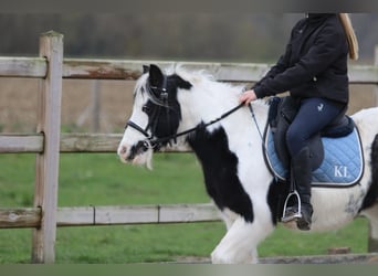 Gypsy Horse, Mare, 9 years, 11,2 hh, Pinto
