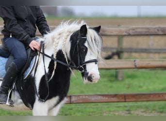 Gypsy Horse, Mare, 9 years, 11,2 hh, Pinto