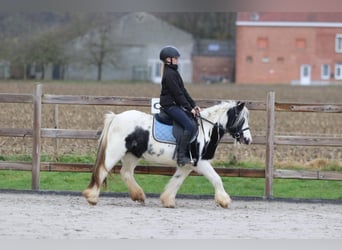 Gypsy Horse, Mare, 9 years, 11,2 hh, Pinto
