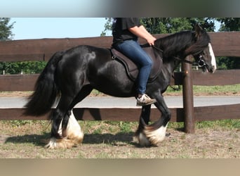 Gypsy Horse, Mare, 9 years, 13 hh, Black